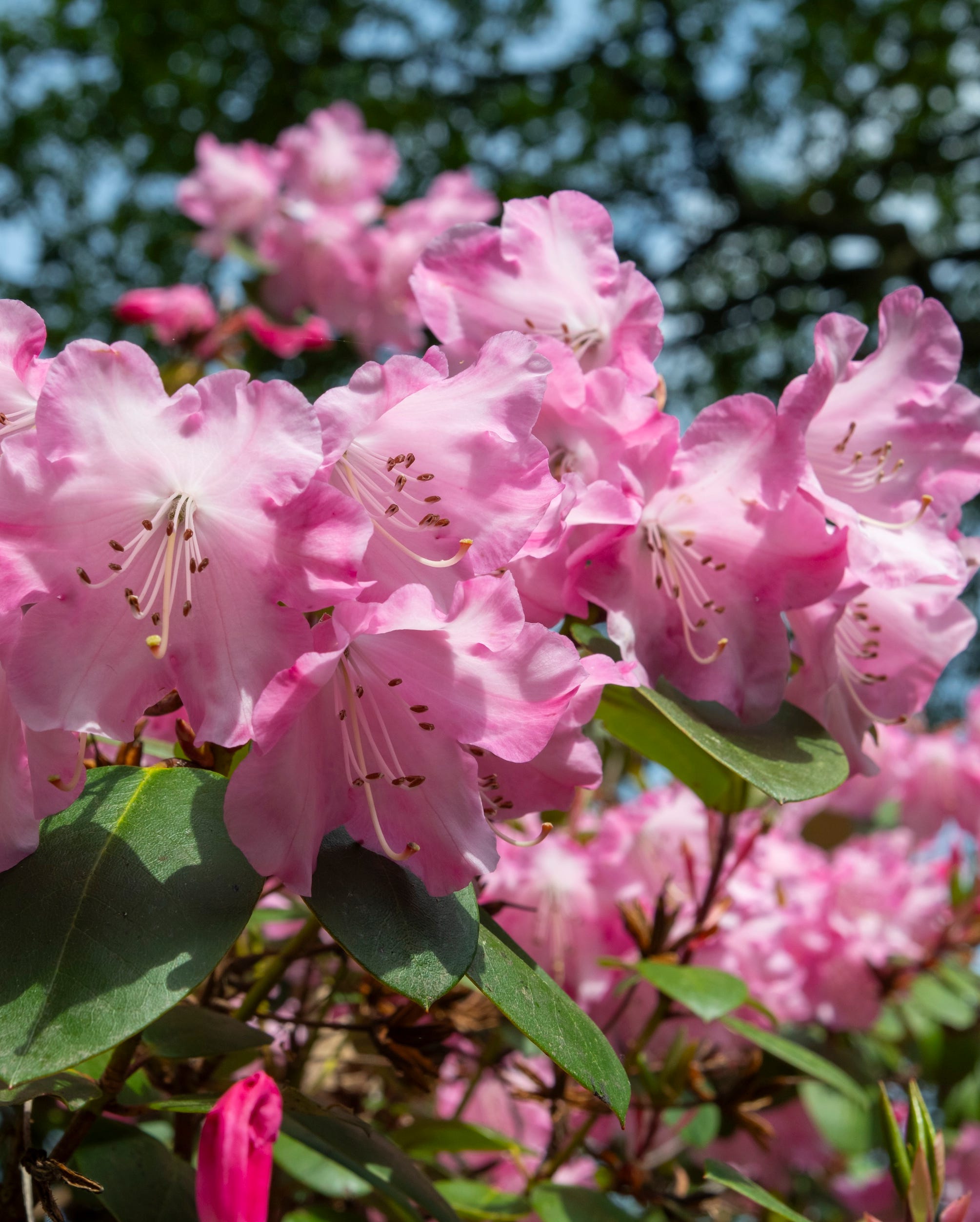 large evergreen shrubs grown for their showy flowers in spring