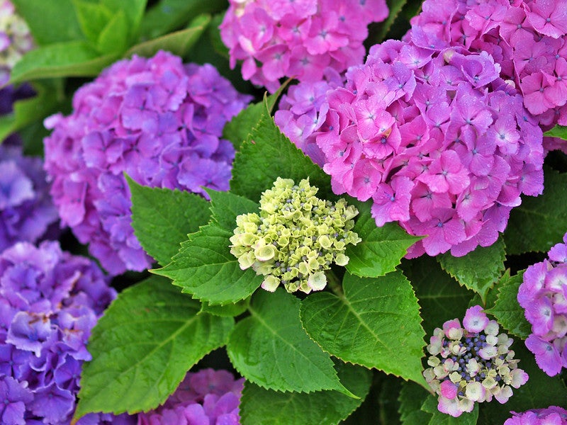 The secret to color-changing, lush hydrangeas? Your soil. Clusters of purple and pink hydrangea flowers with green leaves surround a central cluster of small, pale green buds.