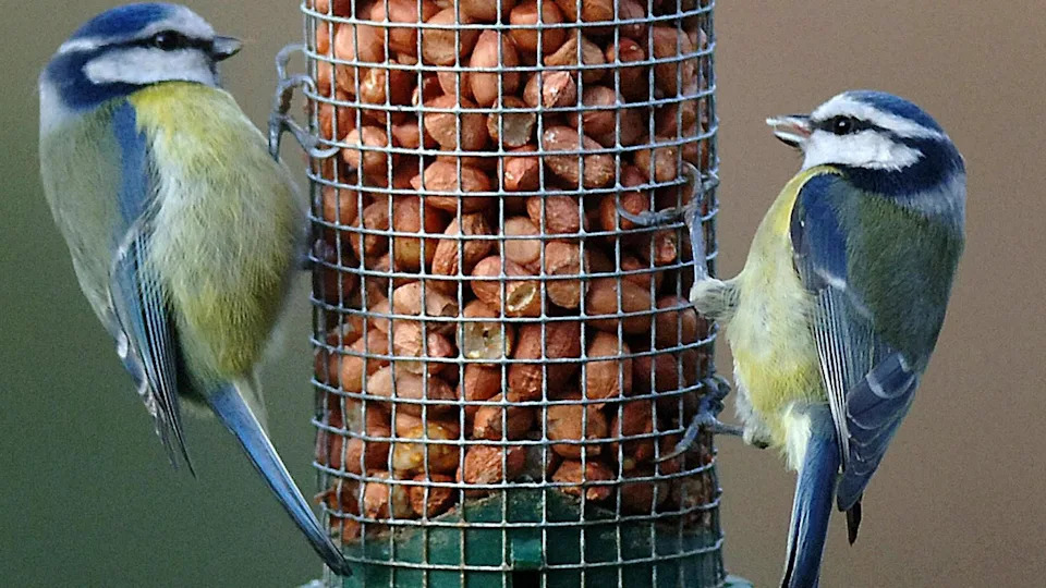 Two blue tits perched on a bird feeder in the middle of the photo.