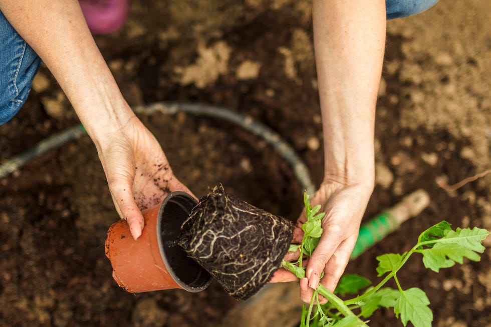 Fresh green newcomer planted in soil lined up in a row. are you planting tomatoes too early