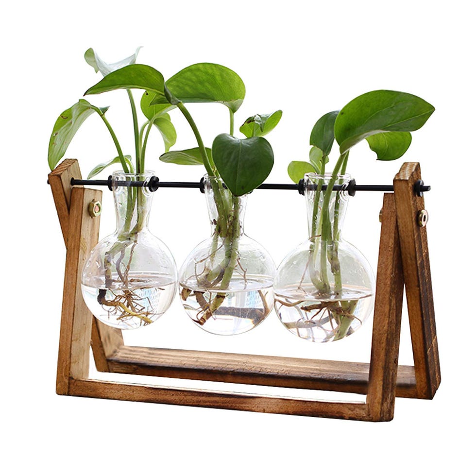 Plant Terrarium