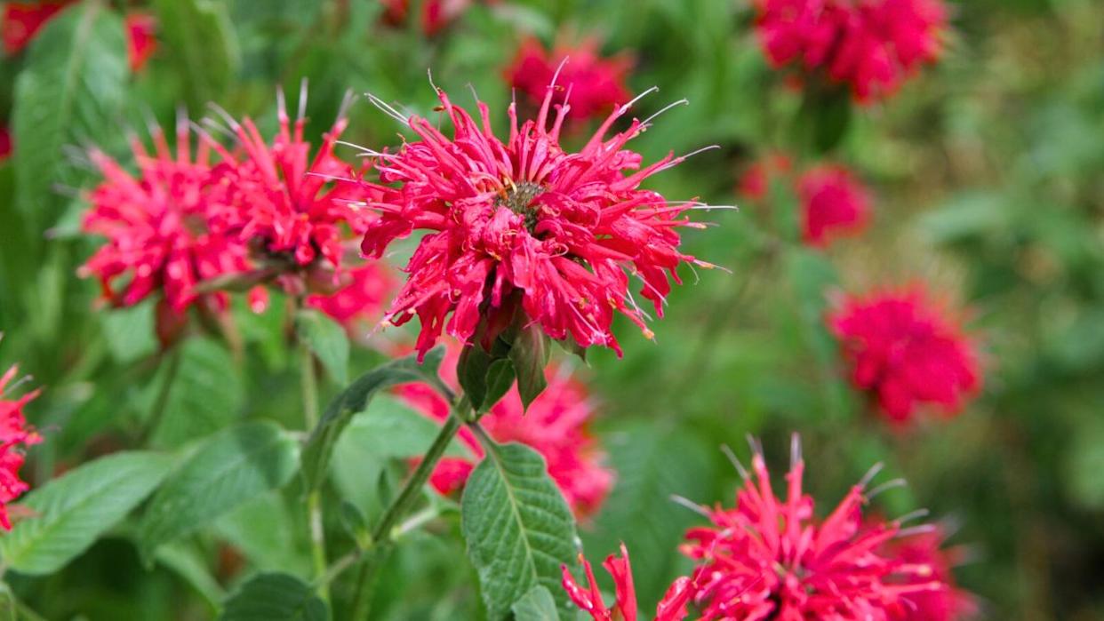 Petit delight bee balm flowers.