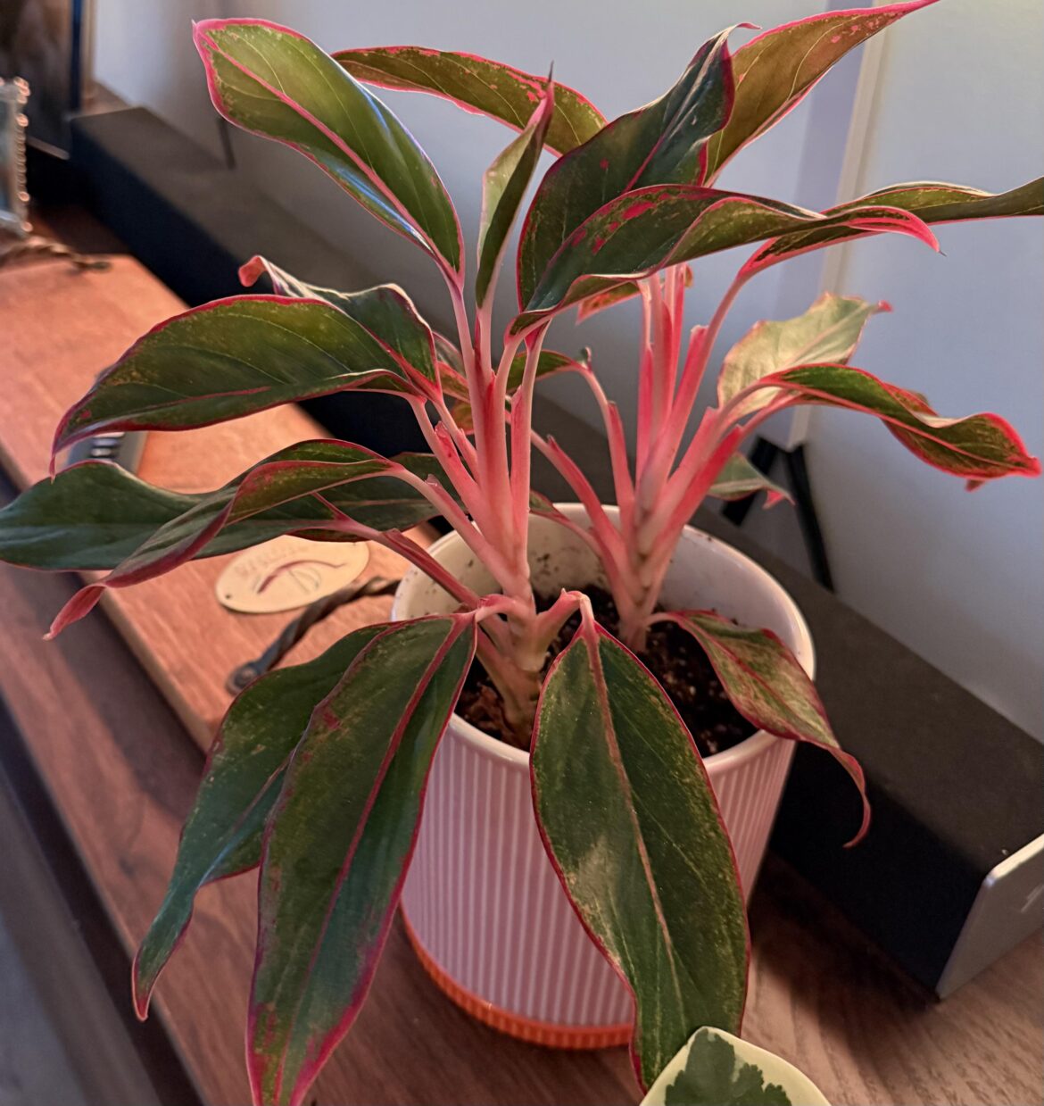 How to propagate my Chinese Evergreen (Aglaonema)?