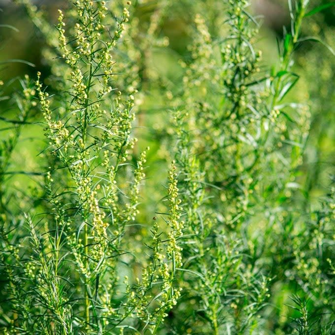 Tall green plants with slender stems grow upright, displaying clusters of small yellow-green buds in a bright, lush environment.