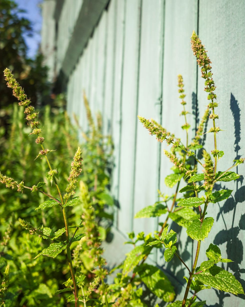 Mint green fence mint herb plant by garden fence