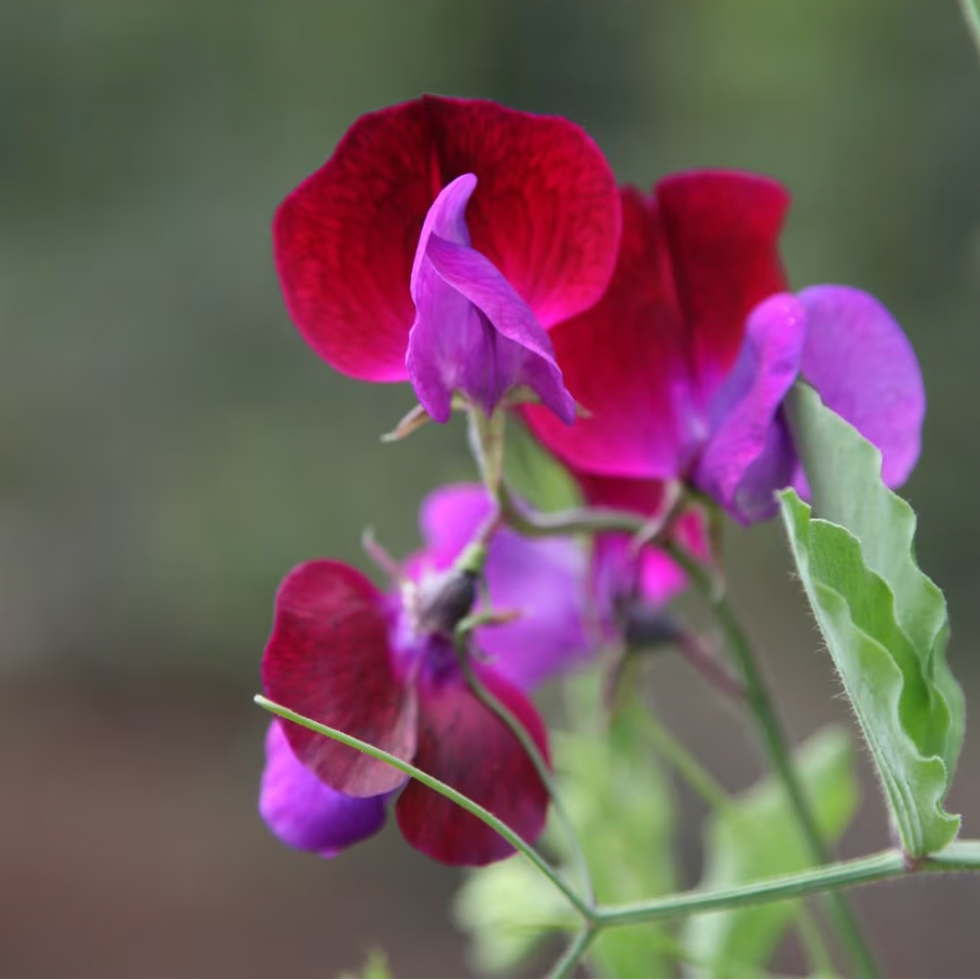 Sweet Pea Lathyrus odoratus 'Matucana'