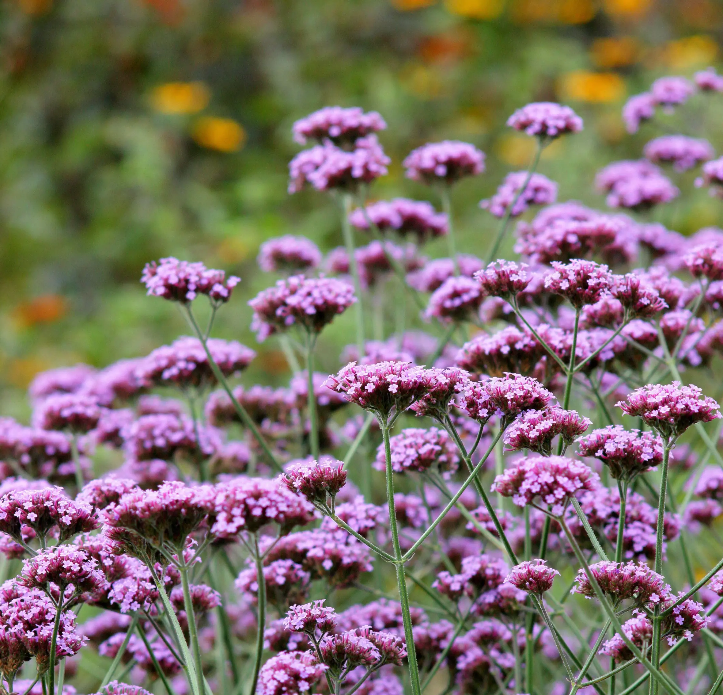 Verbena bonariensis, a tall perennial with clusters of purple flowers, in an English garden.
