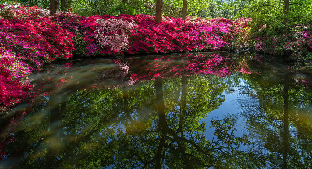 gorgeous pink hued flowers along the bank of a small pond, reflecting the flowers and foliage