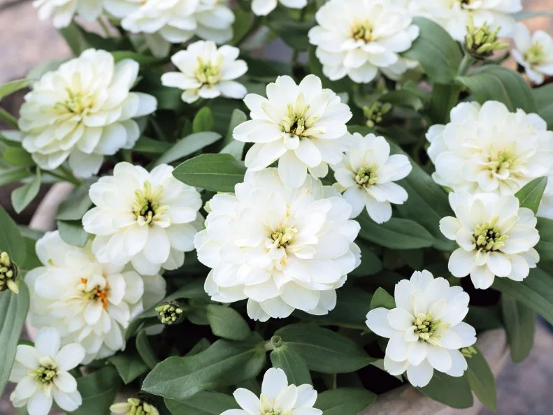 Zinnia 'Profusion Double White' a close up of Zinnia 'Profusion Double White' blooms