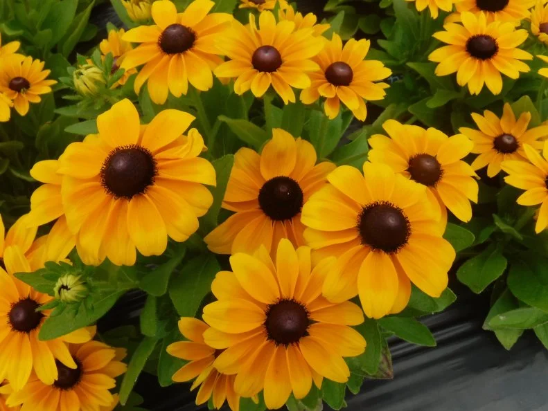 Rudbeckia Claire Orange F1 A close-up of Rudbeckia Claire Orange F1 blooms