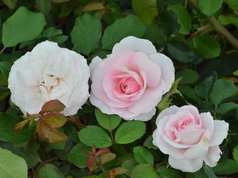 Rose 'Glass Slipper'