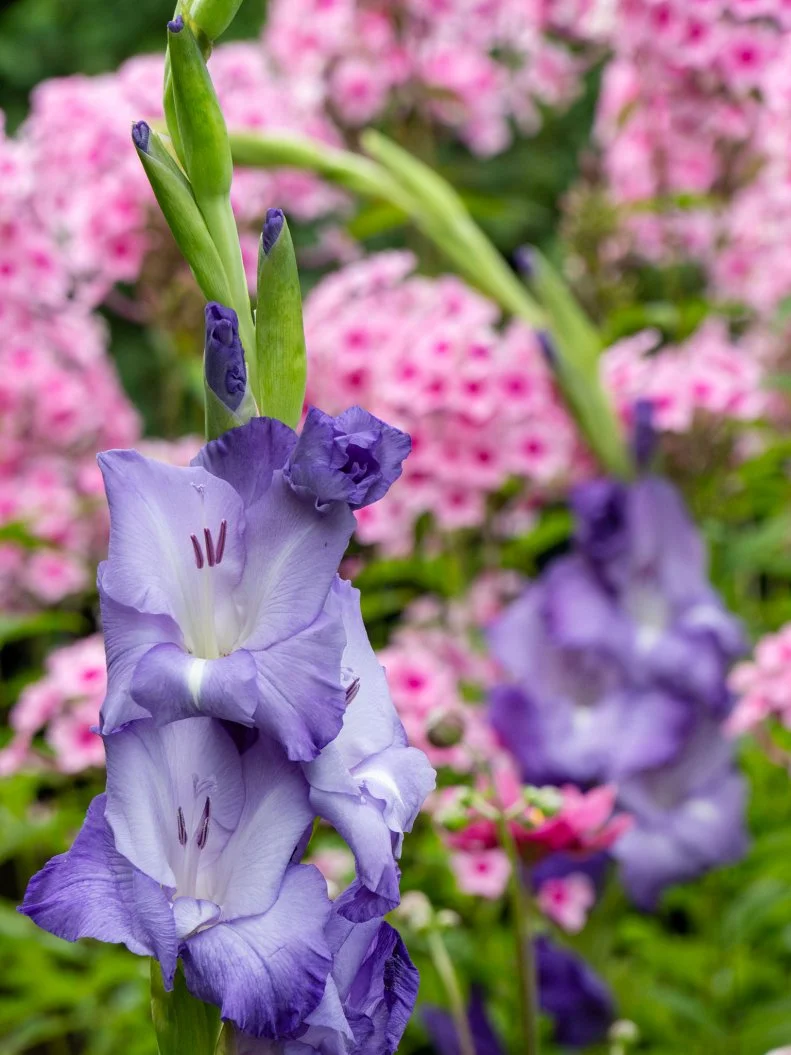 Gladiolus A close-up of purple gladiolus flowers against a background of pink flowers