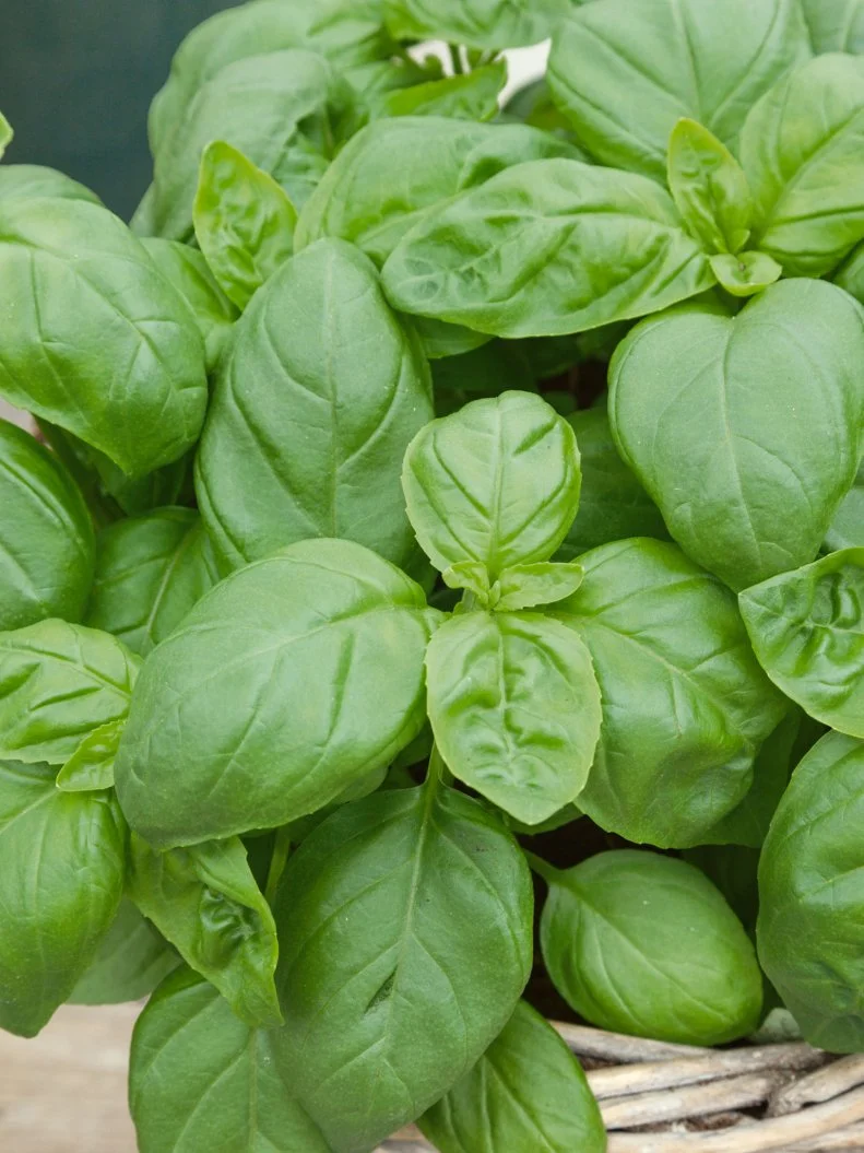 Basil 'Treviso' A close-up of 'Treviso' basil leaves