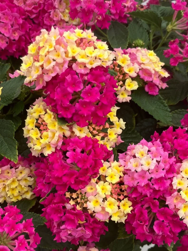 Lantana 'Fiesta Limonada Rosa' a close-up of Lantana 'Fiesta Limonada Rosa'