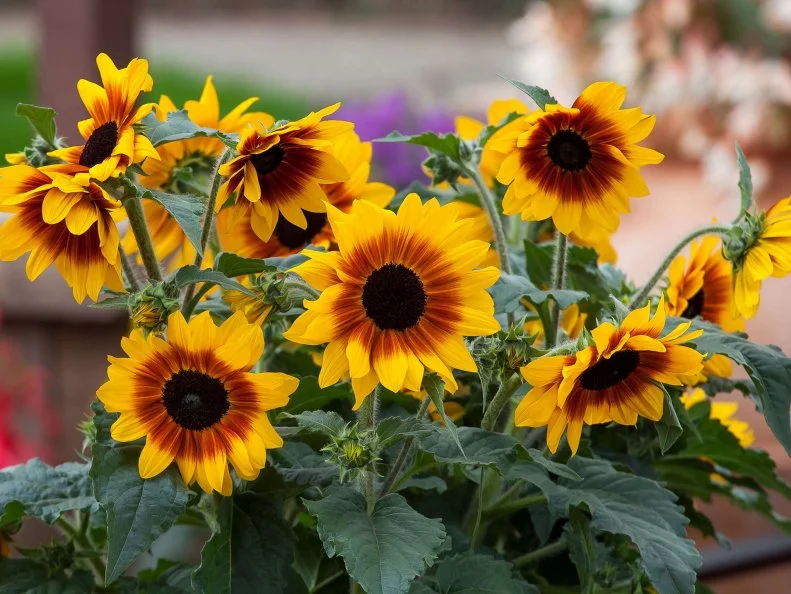 Sunflower 'Sunfinity' A close-up of yellow-red bicolor 'Sunfinity' sunflowers.