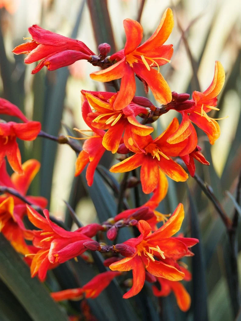 Crocosmia 'Dark Fire' A close-up of Crocosmia 'Dark Fire' blooms