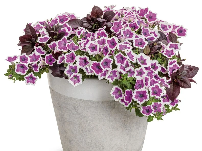 Supertunia Hoopla 'Vivid Orchid' A close-up of Supertunia Hoopla 'Vivid Orchid' in a pot