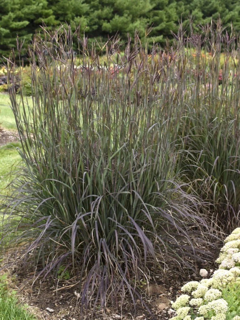 Big Bluestem Grass 'Blackhawks' A clump of 'Blackhawks' big bluestem plants.