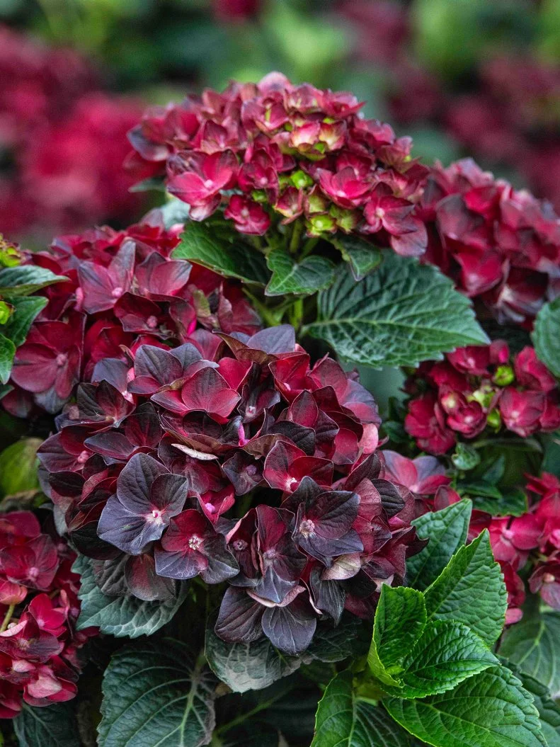 Hydrangea 'Centennial Ruby' A close up of a 'Centennial Ruby' hydrangea flowerhead
