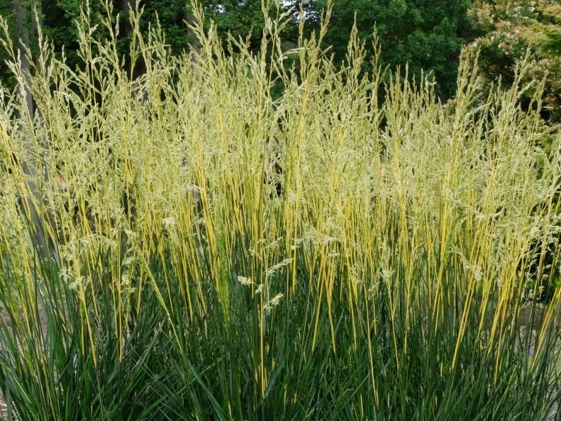 Festuca 'Glow Sticks' A planting of Festuca 'Glow Sticks'