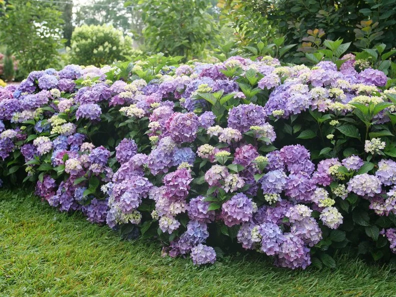 Hydrangea Let's Dance 'Lovable' A row of Let's Dance 'Lovable' hydrangeas in the landscape