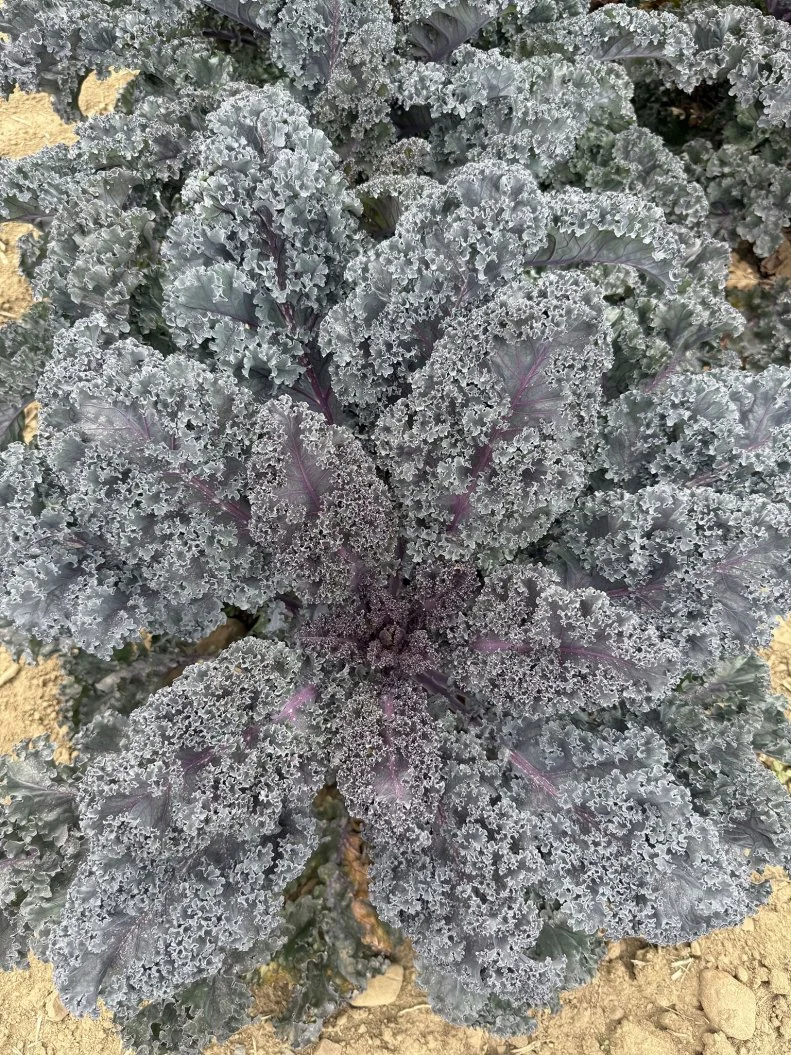 Kale Rubybor A close-up of kale 'Rubybor'