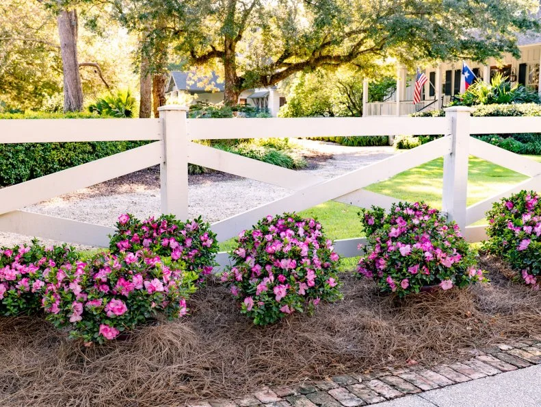 Encore Azalea 'Autumn Kiss' A row of 'Autumn Kiss' Encore Azaleas blooming beside a fence in front of a houise