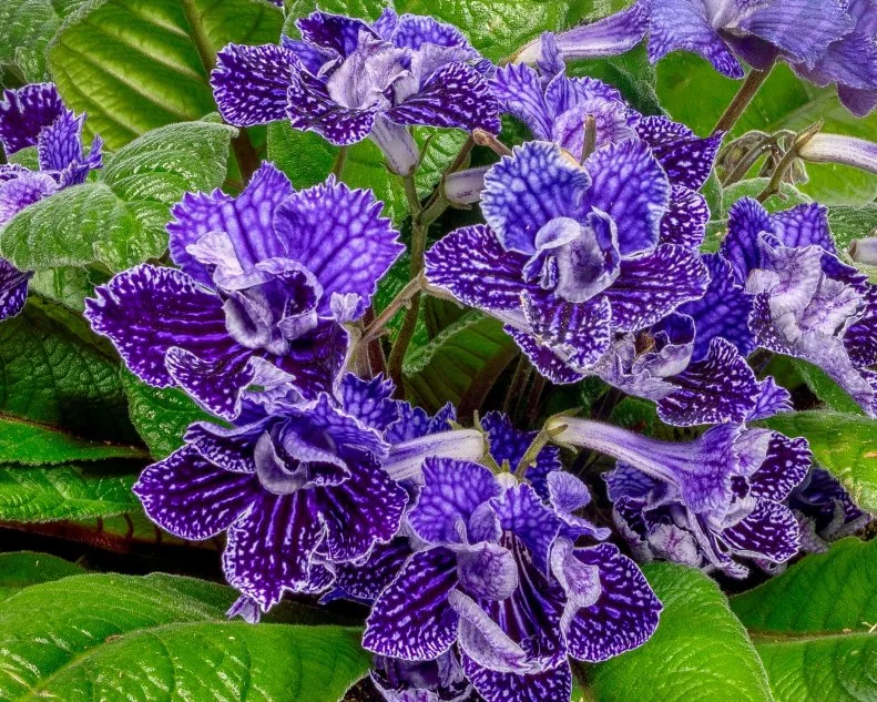 Streptocarpus 'Lady Slippers Double Blue Vein' A close-up of Streptocarpus 'Double Blue Ice' flowers and leaves