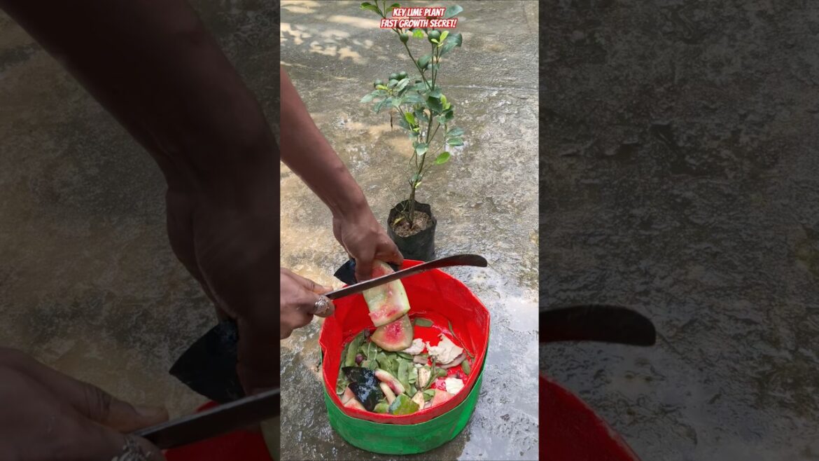 π Grow Key Lime Faster in Grow Bags! π₯ Secret Trick Revealed #shorts #keylime #gardening #growbags π Grow Key Lime Faster in Grow Bags! π₯ Secret Trick Revealed #shorts #keylime #gardening #growbags
