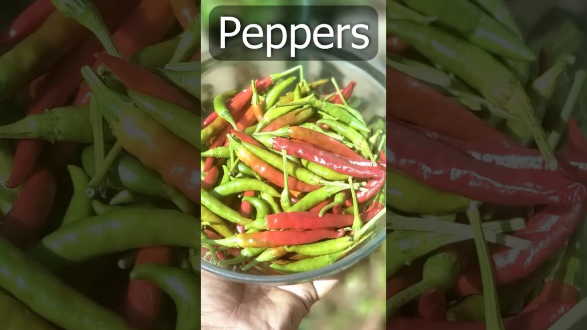 California Gardening: First Peppers & Spicy Santaka Chilies Harvest! 🍈🌶️ First Peppers & Spicy Santaka Chilies Harvest! 🍈🌶️