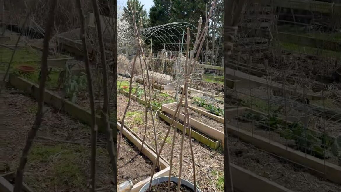 How to Make Tree Branch Simple Trellises #garden