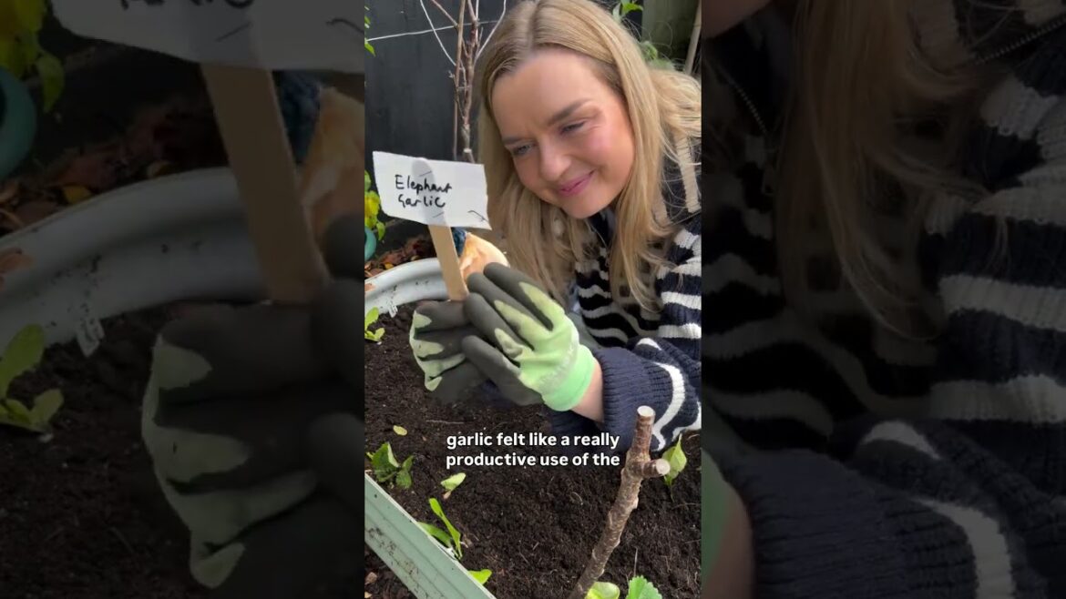 One year of the raised beds: the highs and lows 🥬