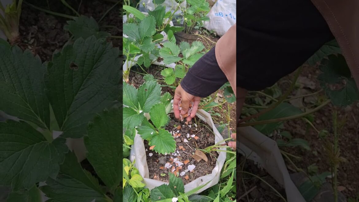 Sprinkle eggshells on strawberries #youtubeshorts #gardening #stroberry #gardeningtips