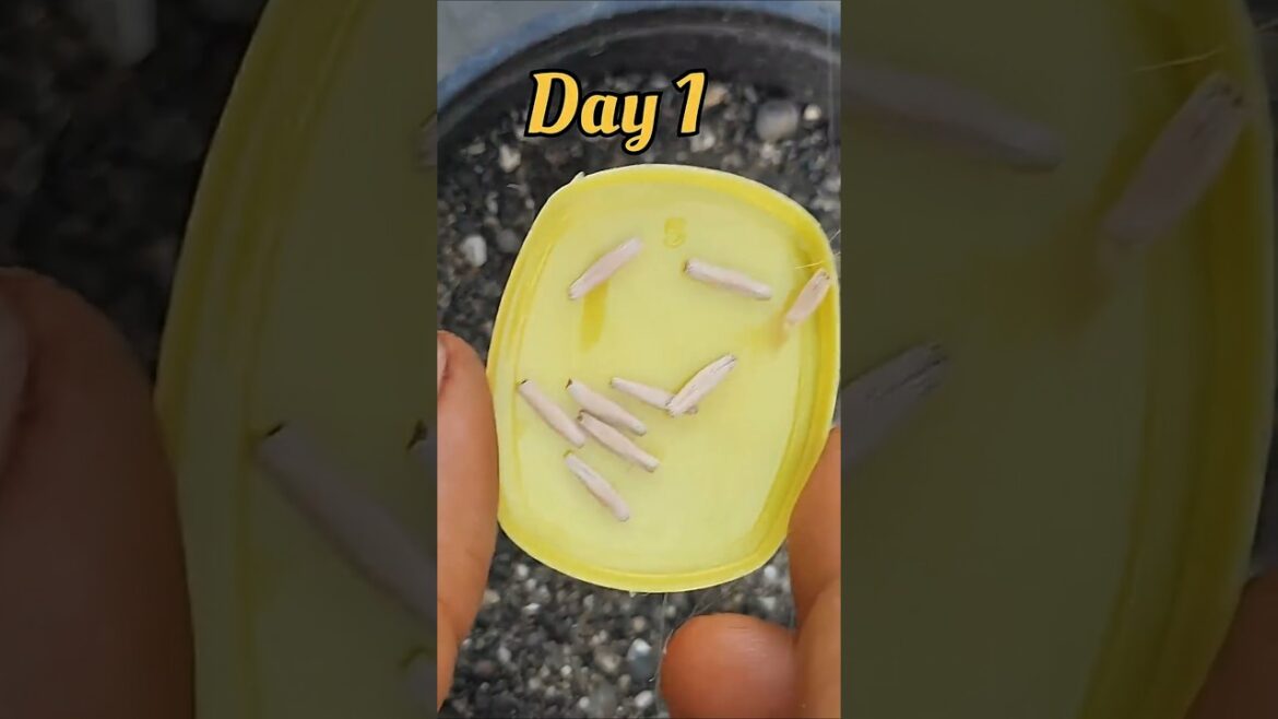 Adenium Seed to Plant: 30 Din ka Safar(Time-lapse)Adenium seed growth time lapseHow to grow Adenium Adenium Seed to Plant: 30 Din ka Safar(Time-lapse)Adenium seed growth time lapseHow to grow Adenium