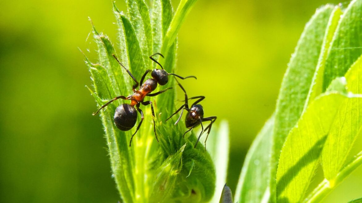 Get rid of ants from your garden with 1 essential and it’s not vinegar Daily Mirror