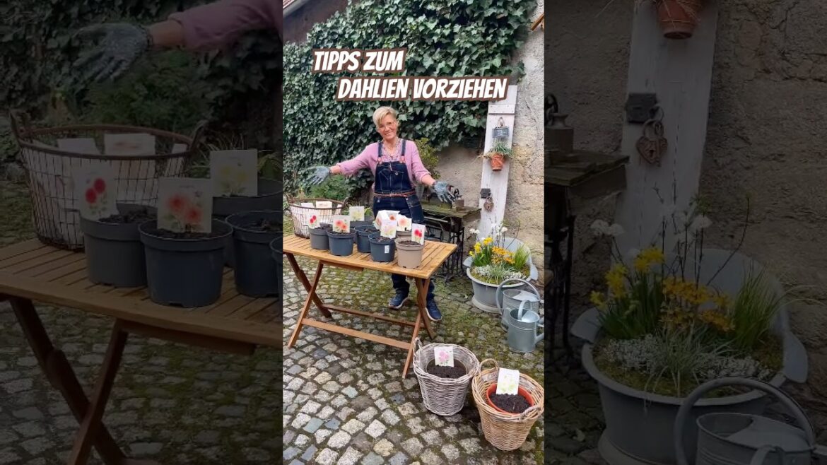 GARTENTIPP/ DAHLIEN VORZIEHEN 🌿🌸👍 GARTENTIPP/ DAHLIEN VORZIEHEN 🌿🌸👍