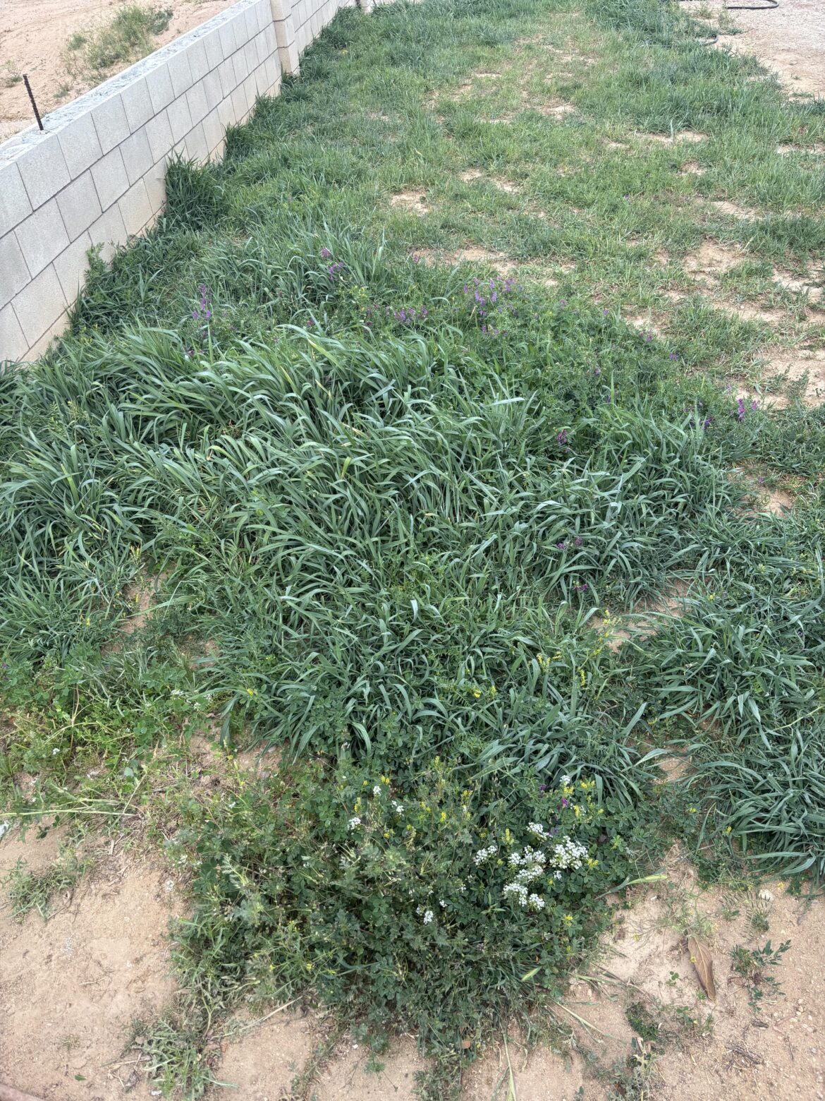Doing “green” composting with hairy vetch and winter rye. Will I disturb soil with tractor? Doing “green” composting with hairy vetch and winter rye. Will I disturb soil with tractor?