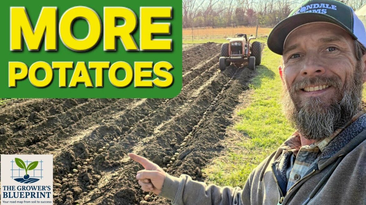 Grow More Potatoes in Less Space (Market Gardening Method) Grow More Potatoes in Less Space (Market Gardening Method)