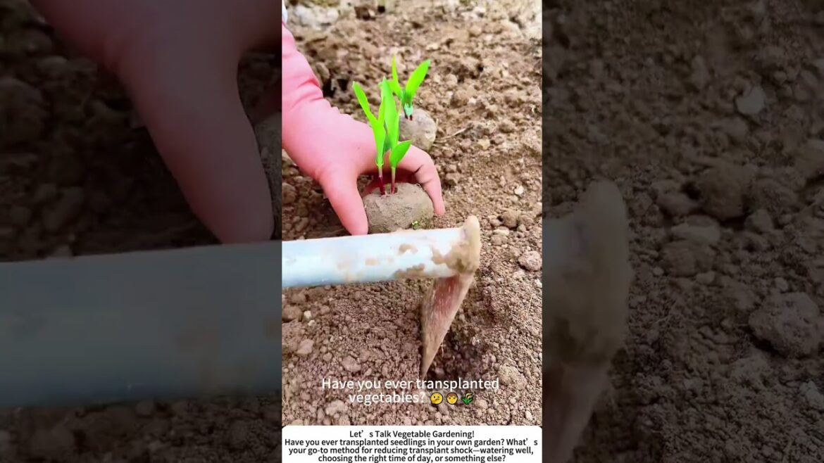 Transplanting Vegetable Seedlings – Giving Plants Room to Grow! 🌱🧑‍🌾