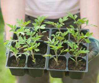 Chautauqua County Master Gardener’s Help Desk Reopens April 1 Chautauqua County Master Gardener’s Help Desk Reopens April 1