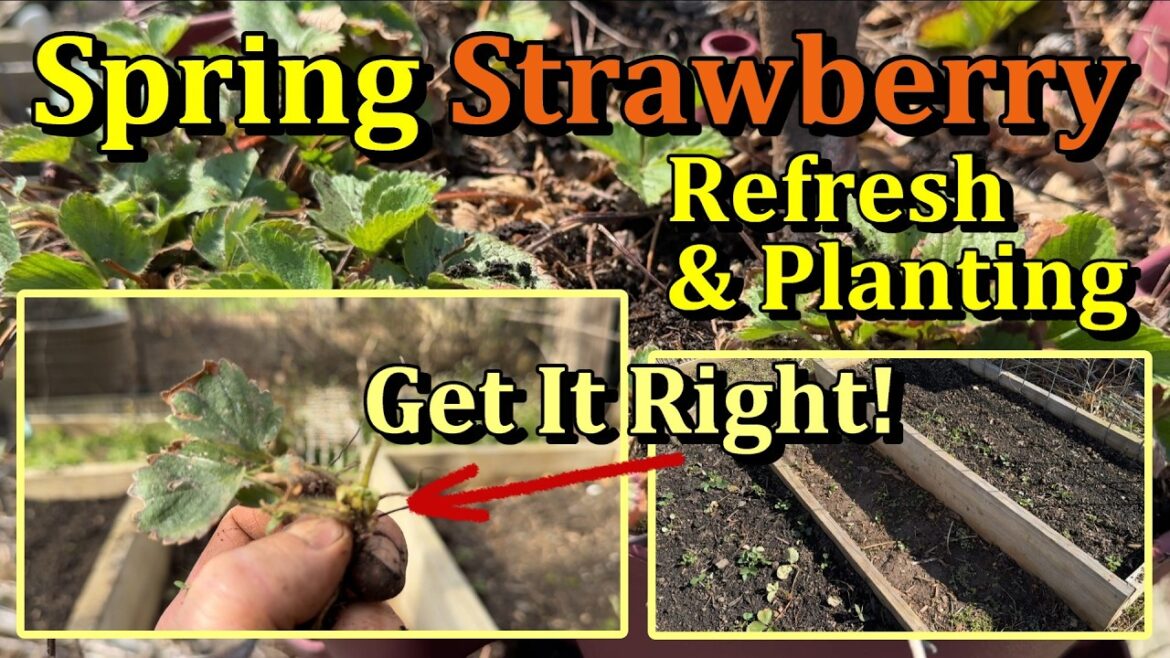 Gary Pilarchik: Spring Planting & Refreshing Strawberry Beds & Containers the Simple Way (Thin, Replant, Fertilize) Spring Planting & Refreshing Strawberry Beds & Containers the Simple Way (Thin, Replant, Fertilize)