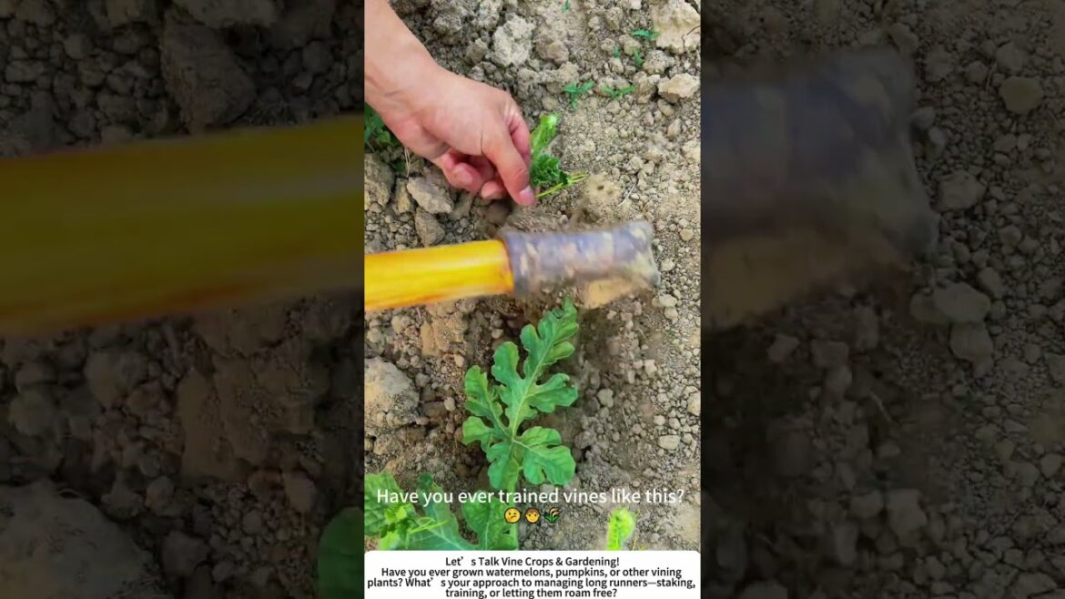 Training Watermelon Vines โ Guiding Growth with Soil! ๐๐ฑ Training Watermelon Vines โ Guiding Growth with Soil! ๐๐ฑ