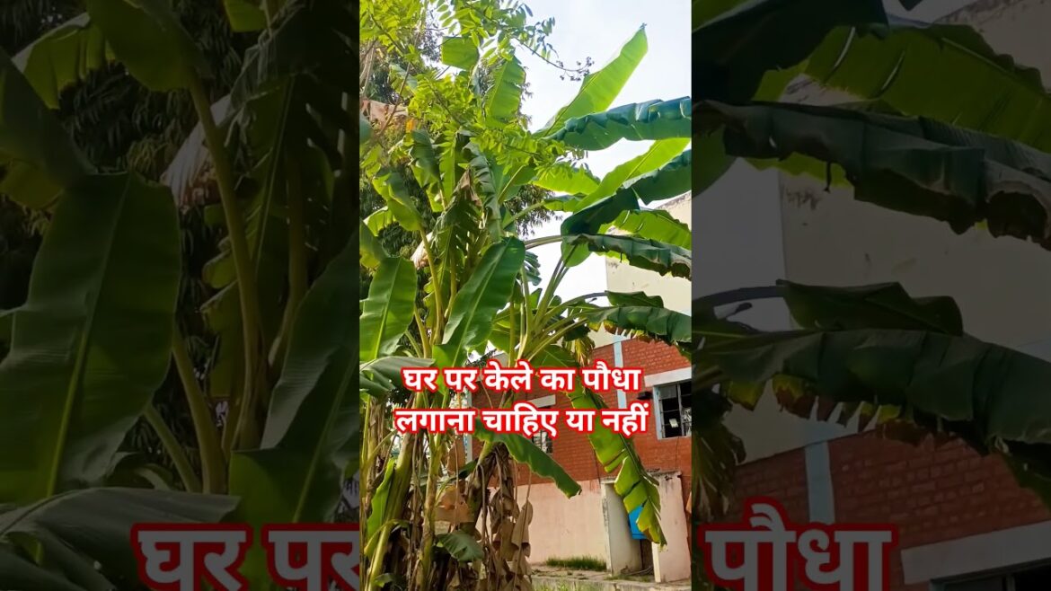 banana tree fact … #shortvideo #nature #gardening #plants #trending #shorts #viral banana tree fact ... #shortvideo #nature #gardening #plants #trending #shorts #viral