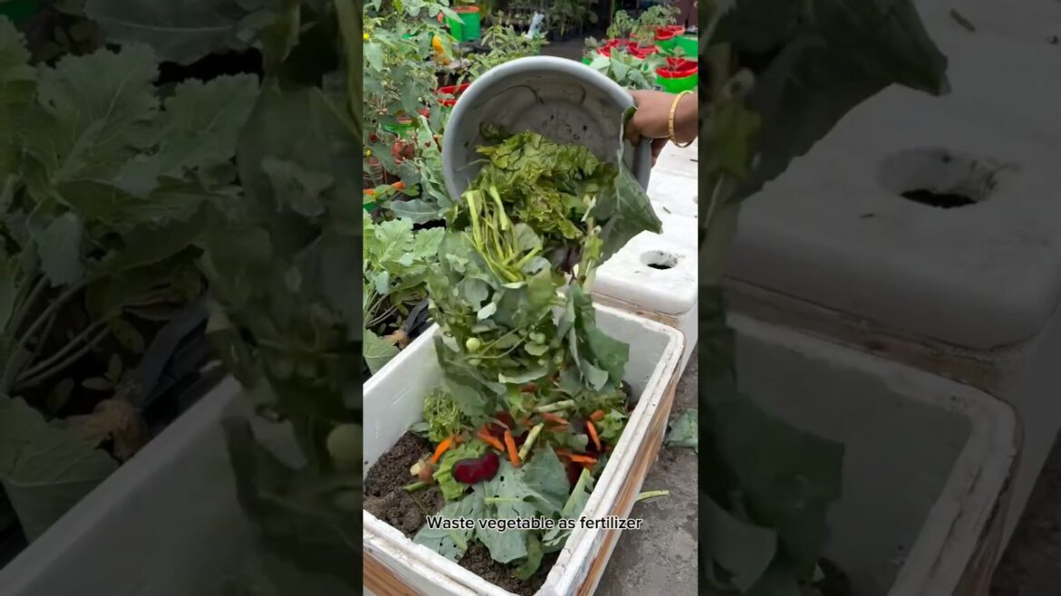 Composed soil preparation from vegetables waste l #gardening #harvesting #ytshorts Composed soil preparation from vegetables waste l #gardening #harvesting #ytshorts
