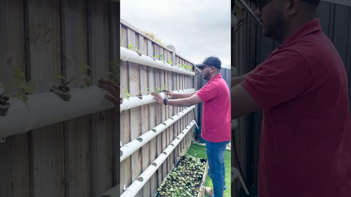 DIY Solar-Powered Hydroponic System Using PVC Pipes! 🌱 | Off-Grid Garden Hack by DIY with Sam DIY Solar-Powered Hydroponic System Using PVC Pipes! 🌱 | Off-Grid Garden Hack by DIY with Sam