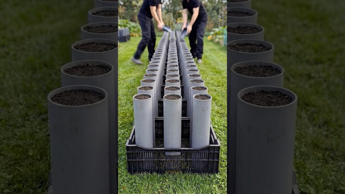 Grow Tons of Carrots in a Small Space