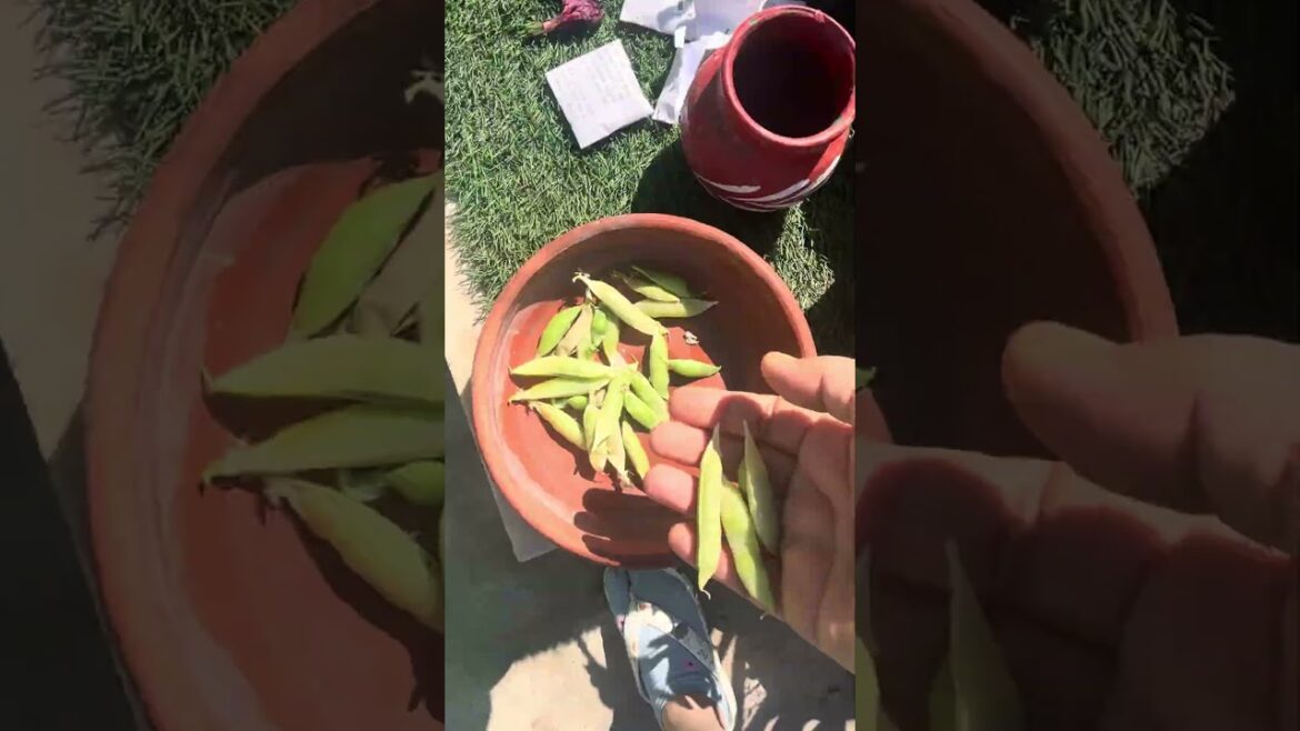 Ep-51,Organic Garden Series-2026,Mini Harvest of Organic Veggies 🫜 # #veggiegarden ediblegardening