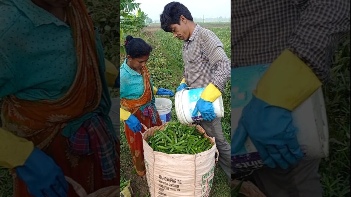 Okra (Bhindi) Harvest with Team 🌿🔥 #shorts Okra (Bhindi) Harvest with Team 🌿🔥 #shorts