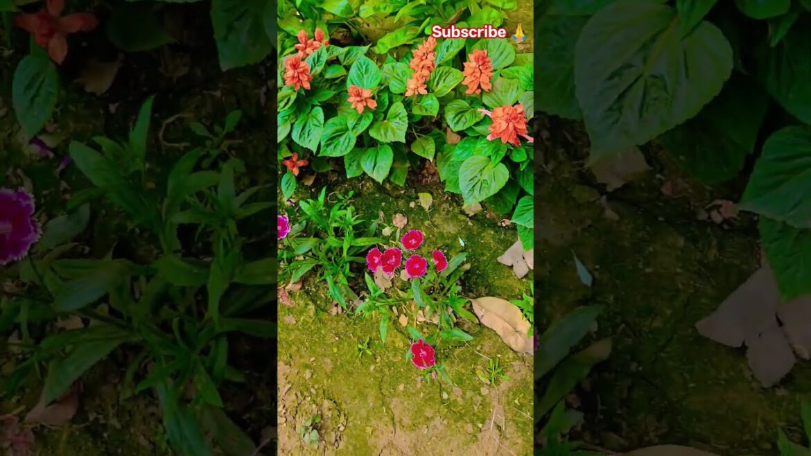 মমতা #garden #gardening #flowers #nursery #UpdateGardening #chadbagan মমতা #garden #gardening #flowers #nursery #UpdateGardening #chadbagan