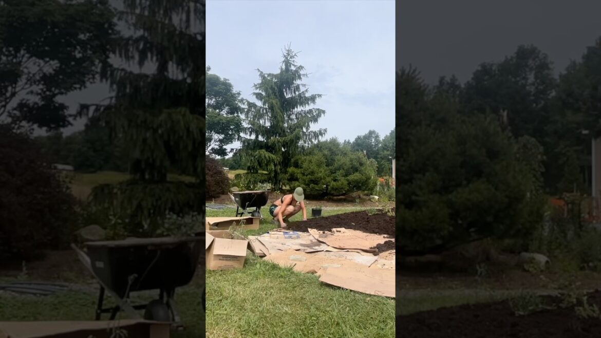 Watch This 1/8-Acre LAWN Transform to GARDENS #garden #gardendesign Watch This 1/8-Acre LAWN Transform to GARDENS #garden #gardendesign
